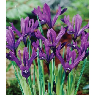 Iris Purple Gem - 8 bulbi