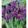 Iris Purple Gem - 8 bulbi
