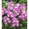 Chionodoxa Rosea - 10 bulbi