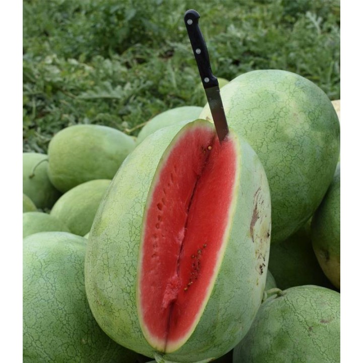 Pepenoaica Barbados F1