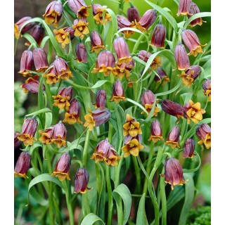Bulbi Fritillaria Uva Vulpis,15 bulbi