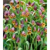 Bulbi Fritillaria Uva Vulpis,15 bulbi
