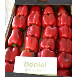 Seminte de ardei Beniel F1, 500 Seminte