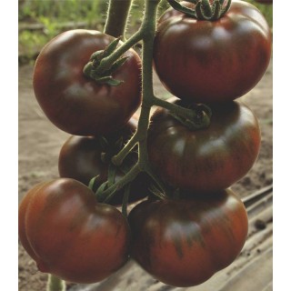Seminte de tomate Bronson F1