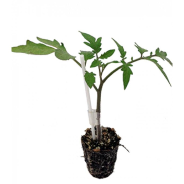(Vinete si tomate) He Man F1 - 500 seminte