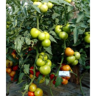 Seminte de tomate Wrestler F1