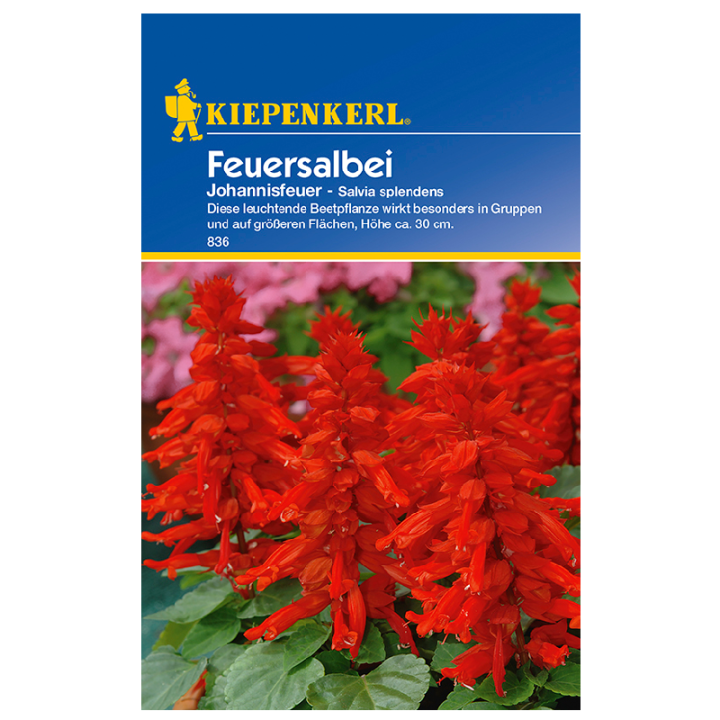 Salvia splendens (Johannisfeuer), 40 seminte