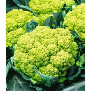 Verde F1 - 100 seminte