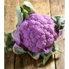 Conopida Violet Star F1-100 seminte