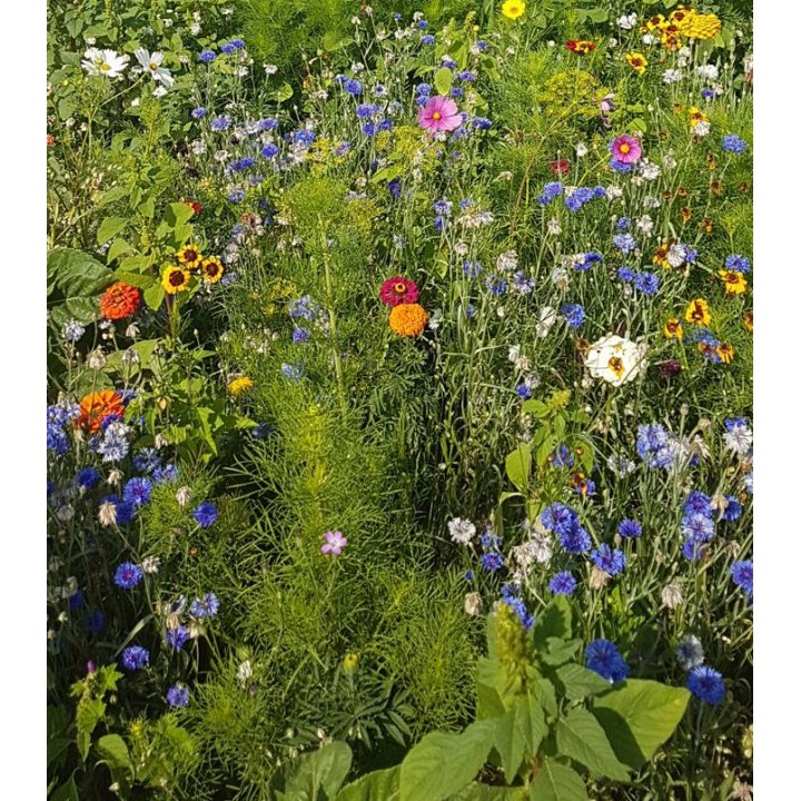 Amestec flori de lunca, 250 g