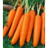 Seminte de morcovi Cetan F1, Agrosel