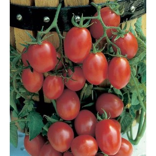 Seminte de tomate Crovarese