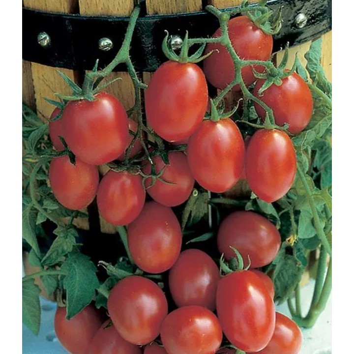 Seminte de tomate Crovarese