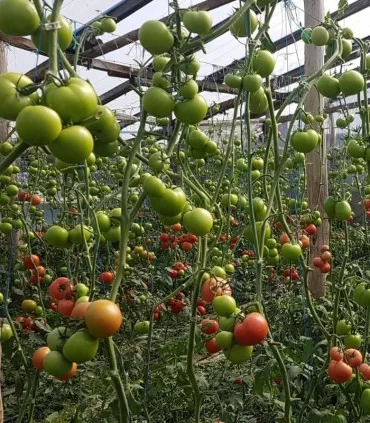 Seminte de tomate Clarosa F1