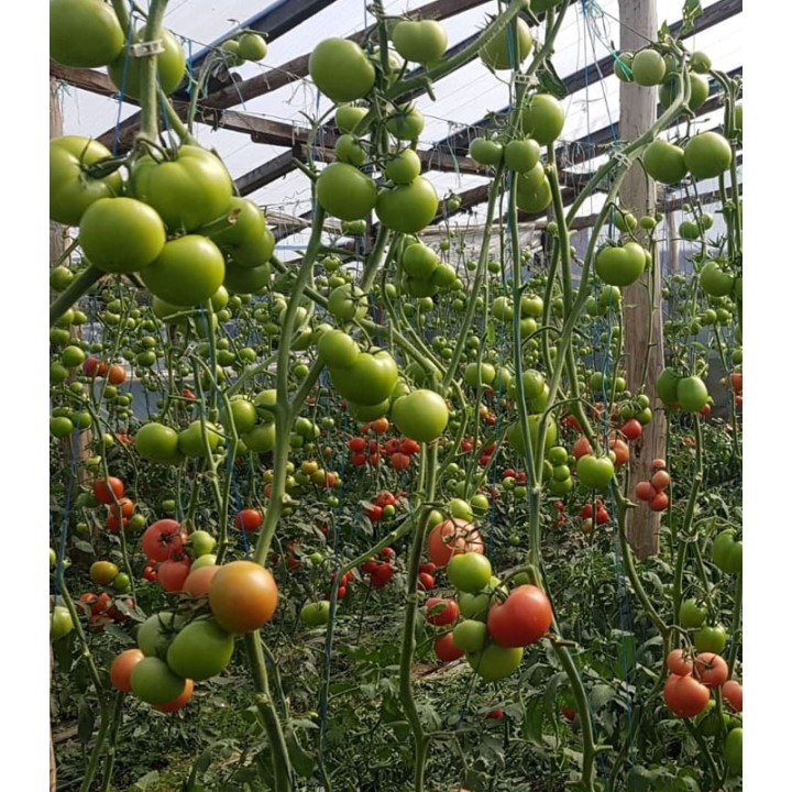 Seminte de tomate Clarosa F1