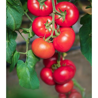 Seminte Tomate Clarosa F1, 250 seminte