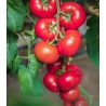 Seminte Tomate Clarosa F1, 250 seminte