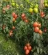 seminte de tomate Kongo F1