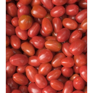 Seminte de tomate cherry Nicoleta F1
