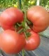 Seminte de tomate, Manekro F1 - 500 seminte, rosii roz