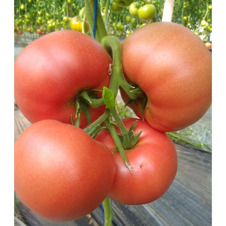 Seminte de tomate, Manekro F1 - 500 seminte, rosii roz