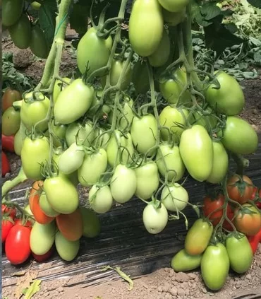 Seminte de tomate Bacalar F1