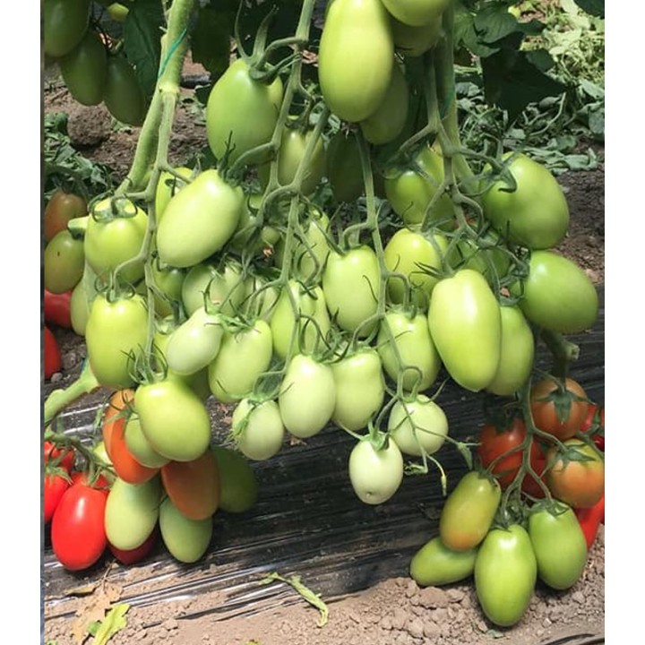 Seminte de tomate Bacalar F1