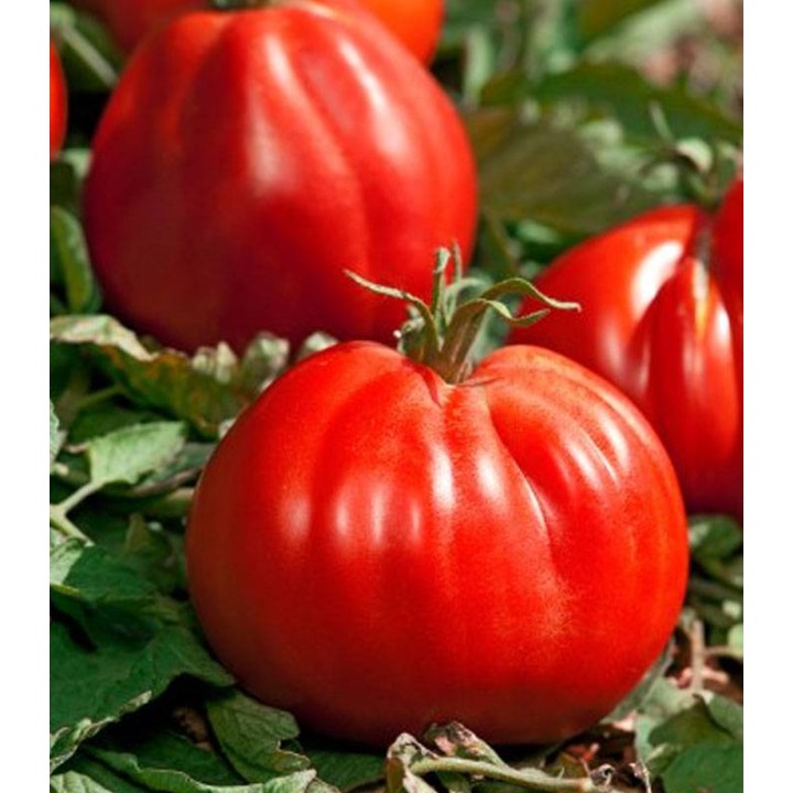 Seminte de tomate Corazon F1