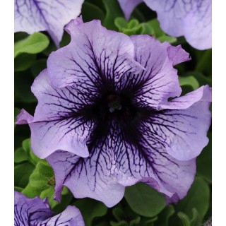 Petunia grandiflora Daddy F1 Mix - 1000 seminte
