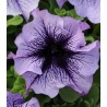 Petunia grandiflora Daddy F1 Mix - 1000 seminte