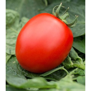 Volos F1 - tomate determinate