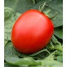 Volos F1 - tomate determinate