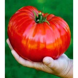 Seminte de Tomate Red Giant (Gigant Rosu), 0.2 grame