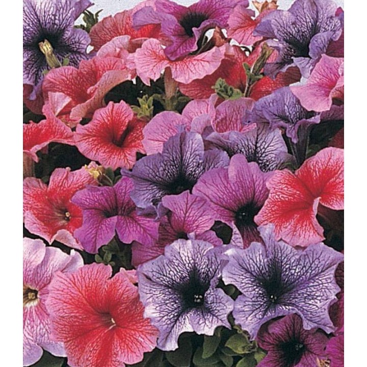 Petunia grandiflora Daddy F1 Mix - 1000 seminte
