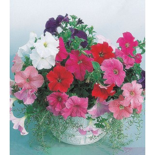 Petunia grandiflora Supercascade Mix F1 - 250 seminte