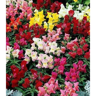 Antirrhinum majus Magic F1 Formula Mix - 1000 seminte