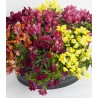 Antirrhinum majus curgatoare Candy Showers F1 - 250 seminte