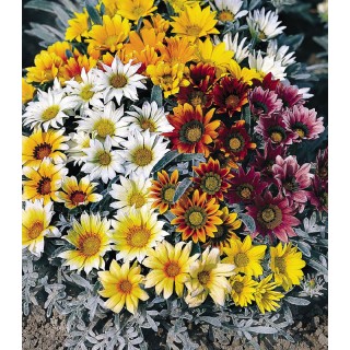 Gazania Talent Mix F1 - 1000 seminte
