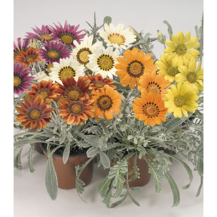 Gazania Talent Mix F1 - 1000 seminte