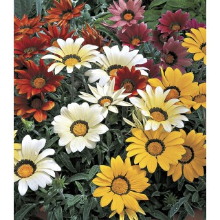 Gazania Kiss Mix F1 - 250 seminte
