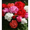 Geranium Cabaret Mix F1 - 250 seminte