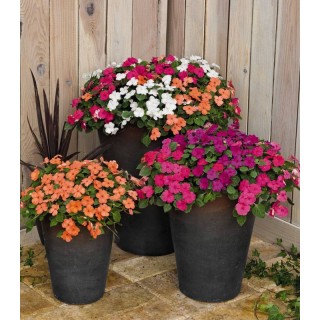 Impatiens walleriana Lolipop MaxiMix F1 - 1000 seminte