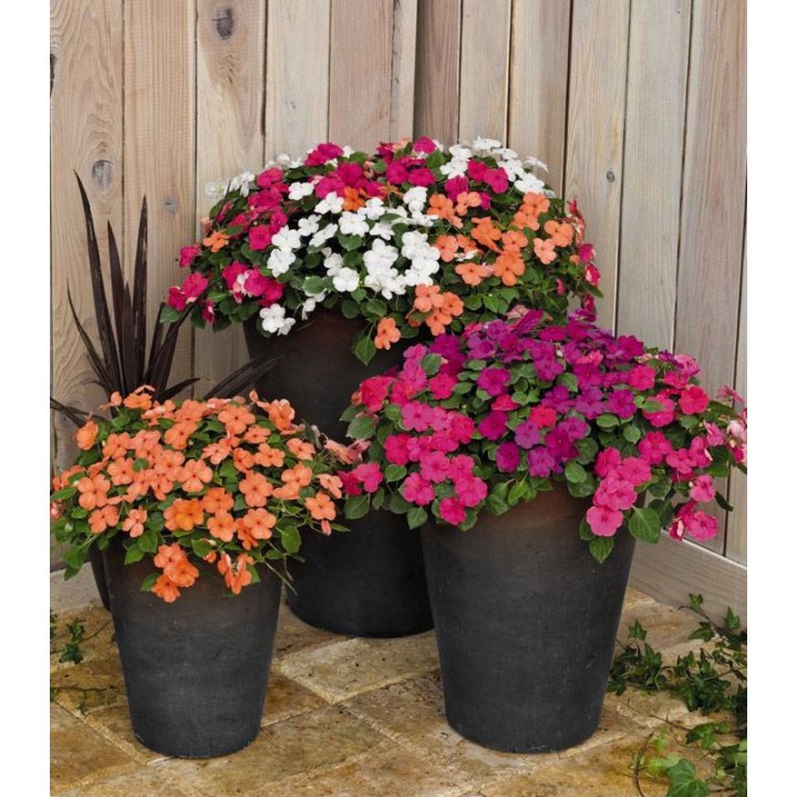 Impatiens walleriana Lolipop MaxiMix F1 - 1000 seminte