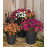 Impatiens walleriana Lolipop MaxiMix F1 - 1000 seminte
