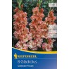 Gladiole Calender Frizzle - 8 bulbi