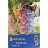 Gladiole Ruffled Mix - 10  bulbi