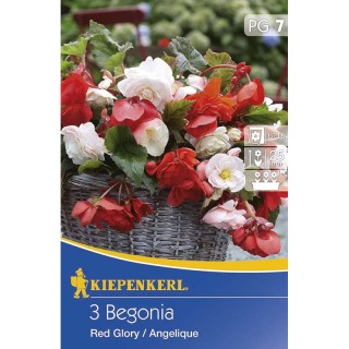 Begonia Mix Red Glory/Angelique - 3 bulbi