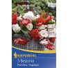 Begonia Mix Red Glory/Angelique - 3 bulbi