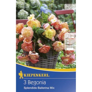 Begonia Splendid Ballerina Mix - 3 bulbi