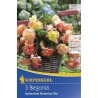 Begonia Splendid Ballerina Mix - 3 bulbi